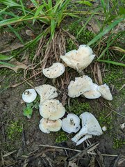 Cuphophyllus angustifolius