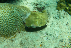 Gymnothorax miliaris