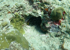 Gymnothorax miliaris