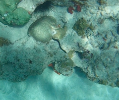 Gymnothorax miliaris