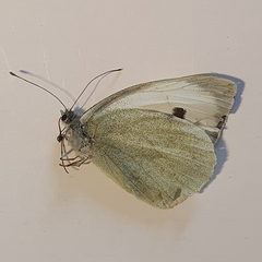 Pieris