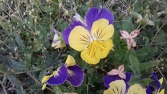 Viola × wittrockiana