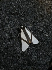 Turuptiana