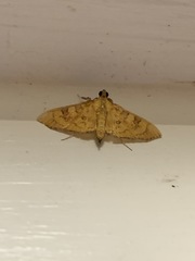 Prenesta scyllalis
