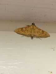 Prenesta scyllalis