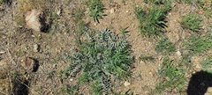 Astragalus palmeri