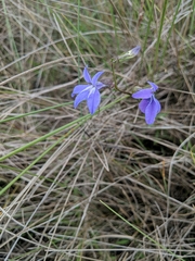 Lobelia glandulosa image