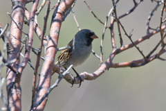 Spizella atrogularis