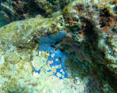 Halisarca caerulea