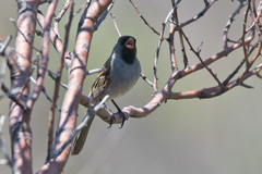 Spizella atrogularis