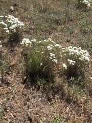 Leptosiphon floribundus glaber