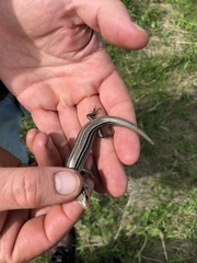 Plestiodon septentrionalis