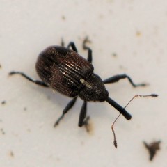 Anthonomus signatus