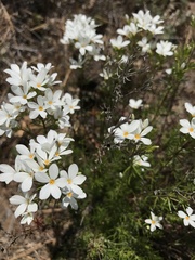 Leptosiphon floribundus glaber