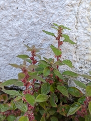 Parietaria judaica