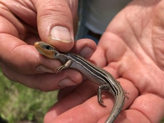 Plestiodon septentrionalis