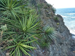 Agave colimana