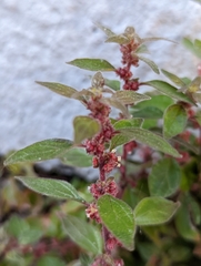 Parietaria judaica