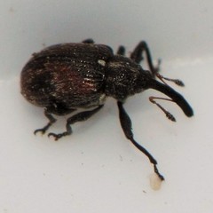 Anthonomus signatus