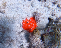 Dragmacidon lunaecharta