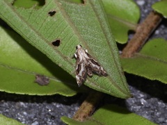 Paracataclysta fuscalis