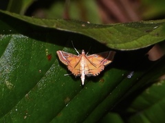 Ambia decoralis