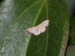 Idaea craspedota