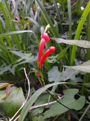 Ipomoea hastigera