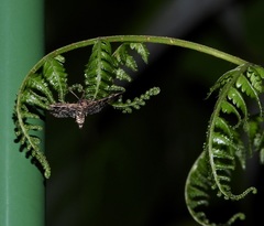 Rhimphaliodes macrostigma