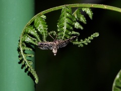 Rhimphaliodes macrostigma