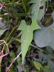 Ipomoea hastigera