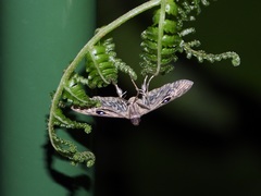 Rhimphaliodes macrostigma