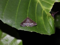 Adrapsa geometroides