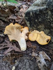 Cantharellus phasmatis