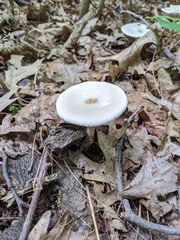 Melanoleuca alboflavida