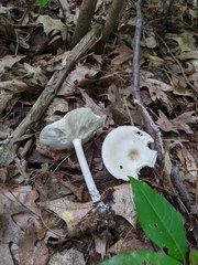 Melanoleuca alboflavida