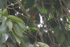 Ploceus bojeri