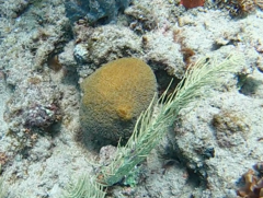 Dichocoenia stokesii