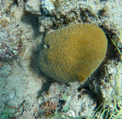 Dichocoenia stokesii