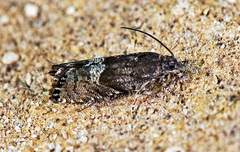 Sereda tautana