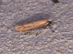 Ypsolopha unicipunctella