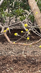 Cornus