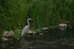 Ardea alba