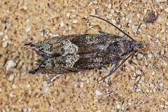 Sereda tautana