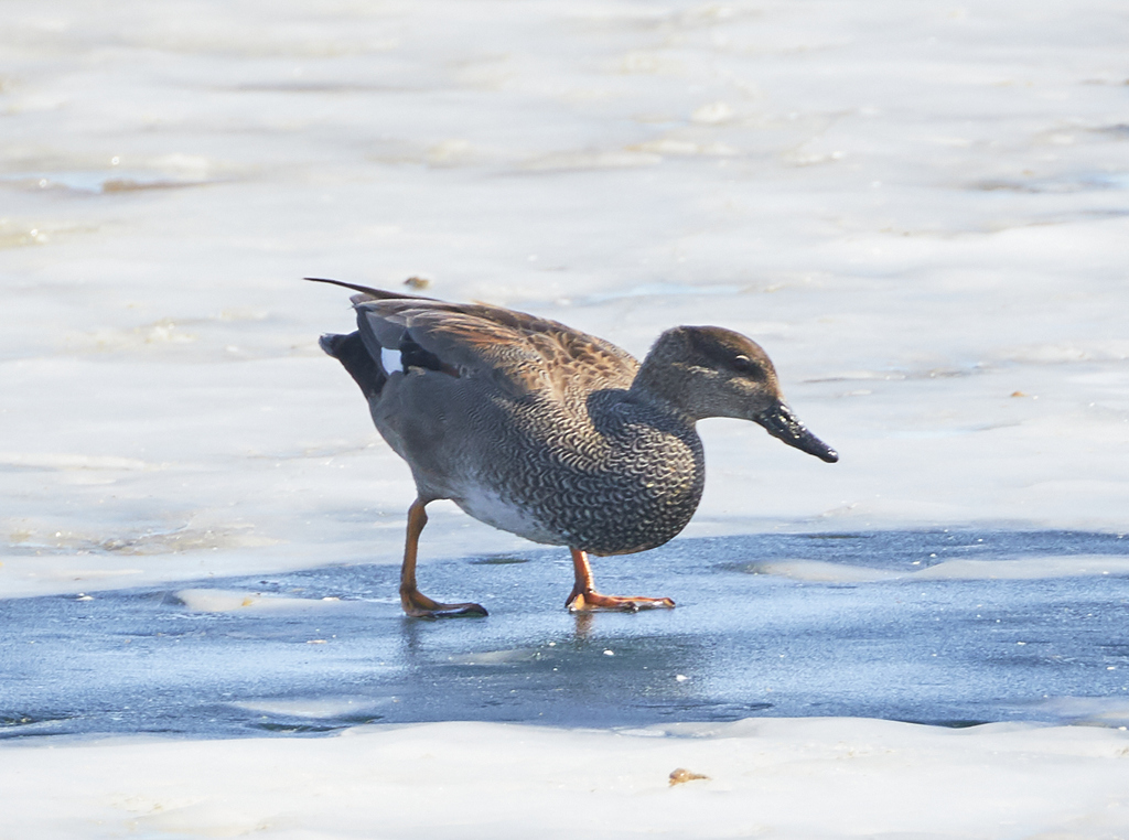 Canard Chipeau