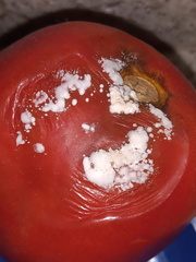 Penicillium