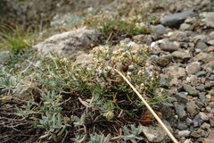 Cuscuta planiflora