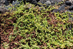 Paronychia illecebroides