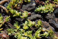 Paronychia illecebroides