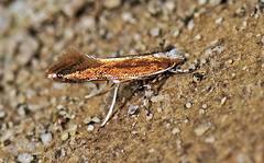 Cameraria quercivorella